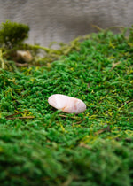 Lataa kuva Galleria-katseluun, Vaaleanpunainen akaatti