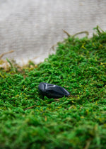 Lataa kuva Galleria-katseluun, Haukansilmä