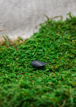 Lataa kuva Galleria-katseluun, Haukansilmä