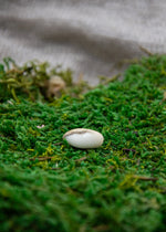 Lataa kuva Galleria-katseluun, Howliitti