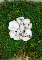 Lataa kuva Galleria-katseluun, Howliitti