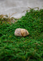 Lataa kuva Galleria-katseluun, Maisemajaspis