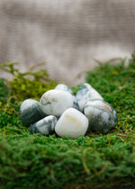 Lataa kuva Galleria-katseluun, Puuakaatti