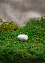 Lataa kuva Galleria-katseluun, Puuakaatti