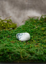 Lataa kuva Galleria-katseluun, Puuakaatti