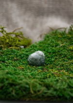 Lataa kuva Galleria-katseluun, Puuakaatti