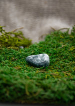 Lataa kuva Galleria-katseluun, Puuakaatti