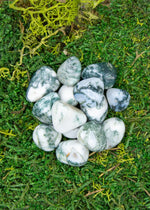 Lataa kuva Galleria-katseluun, Puuakaatti