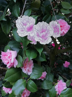 Lataa kuva Galleria-katseluun, Sarah Bernhardt -kaulakoru