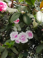 Lataa kuva Galleria-katseluun, Sarah Bernhardt -kaulakoru