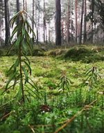 Lataa kuva Galleria-katseluun, Taiteella marinoituja suopursun lehtiä. Kotimainen, ekologinen, pala Suomen luontoa.