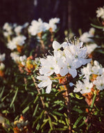 Lataa kuva Galleria-katseluun, Taiteella marinoituja suopursun lehtiä. Kotimainen, ekologinen, pala Suomen luontoa.