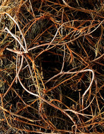 Lataa kuva Galleria-katseluun, Taiteella marinoituja suopursun lehtiä. Kotimainen, ekologinen, pala Suomen luontoa.